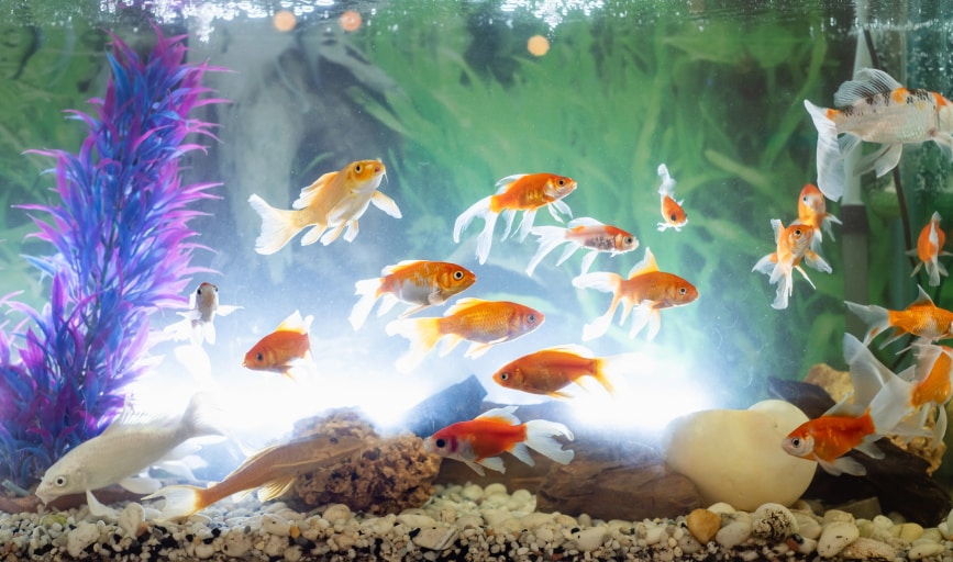 Carolina Reef CO.