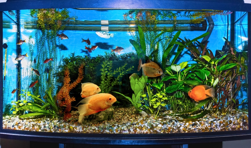 Aquarium Decorations